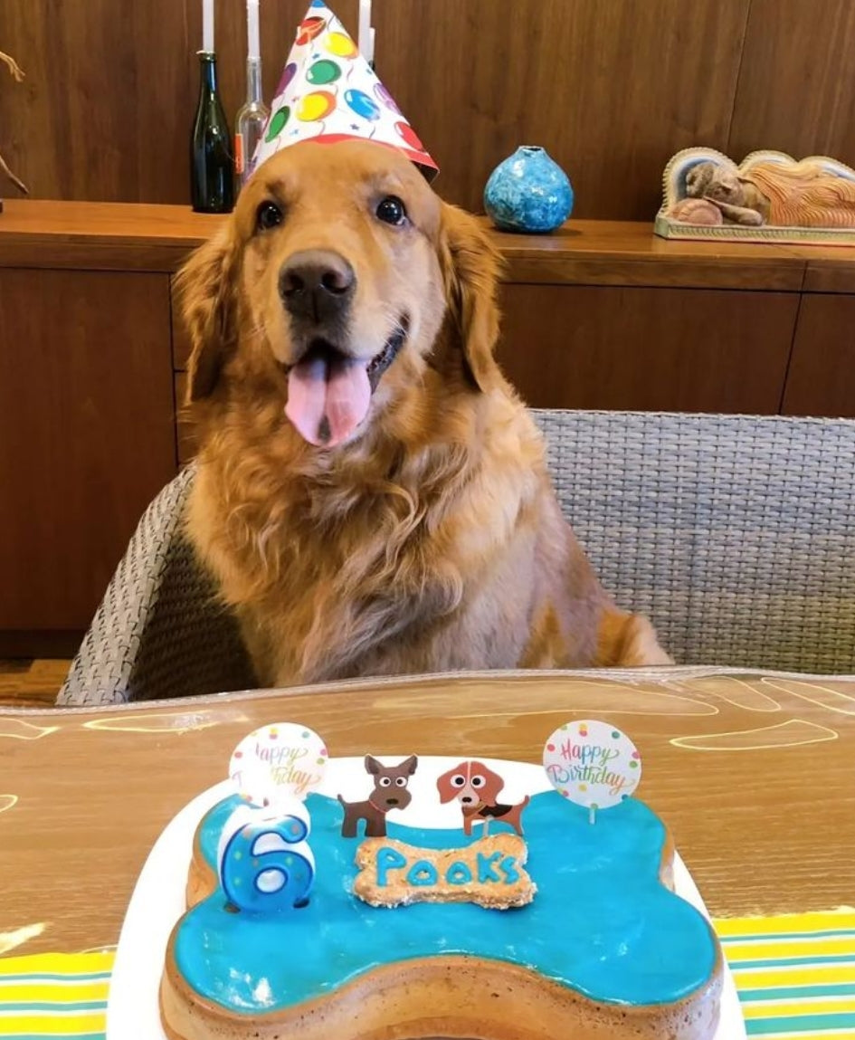 BoneItUp® Dog Birthday Cake Kit