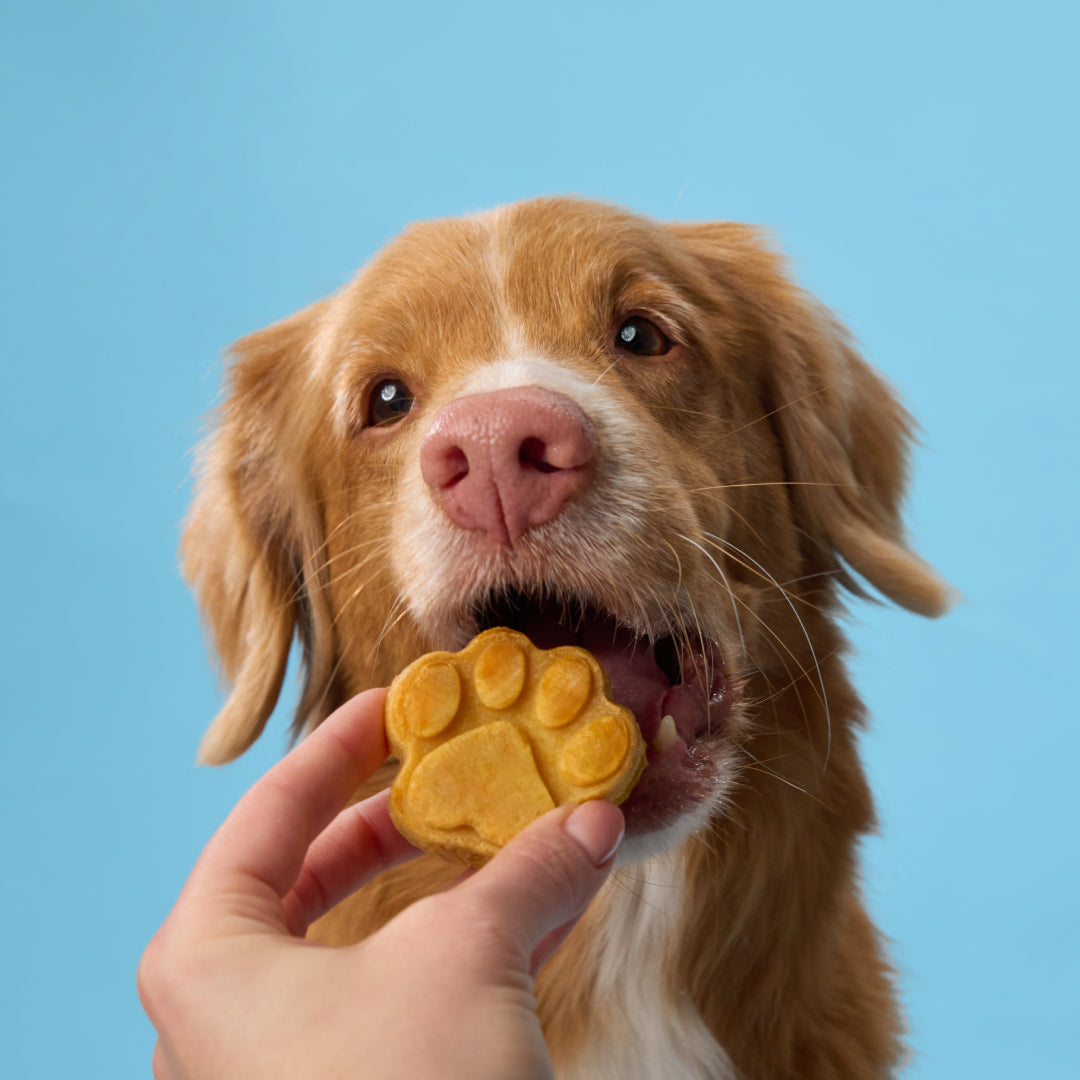 BoneItUp® XL Edition Dog Treats Kit (for big dogs)