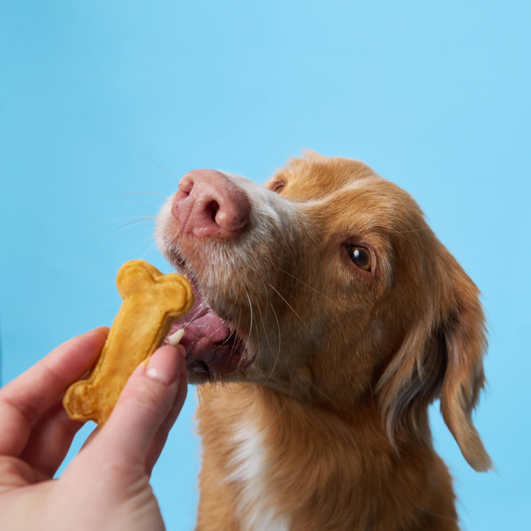 BoneItUp® XL Edition Dog Treats Kit (for big dogs)