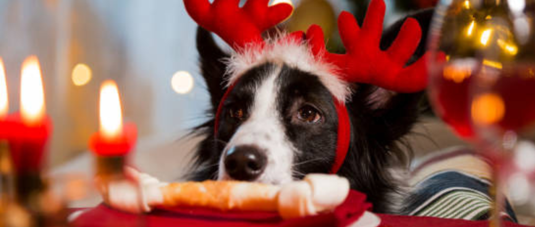 Paws and Celebrate: DIY Holiday Treats for Your Four-Legged Friends