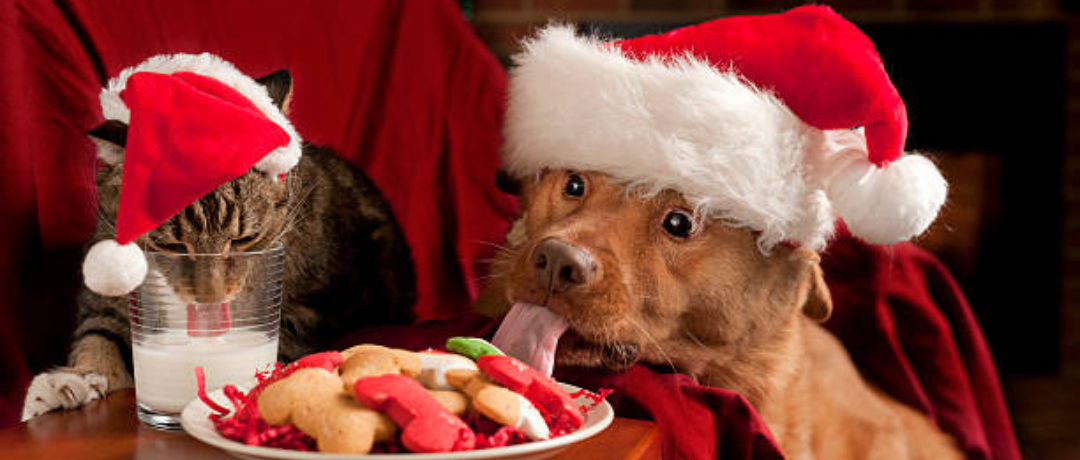 Holiday Cheer for Four-Legged Companions:  Nutritious & Delicious Treats for Dogs and Cats
