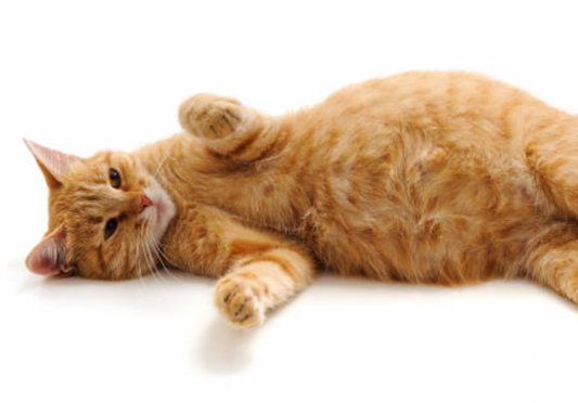 Nutritional Needs of Pregnant and Nursing Cats