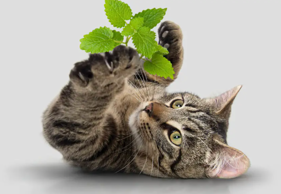 The Science of Catnip: Why Do Cats Love It So Much?