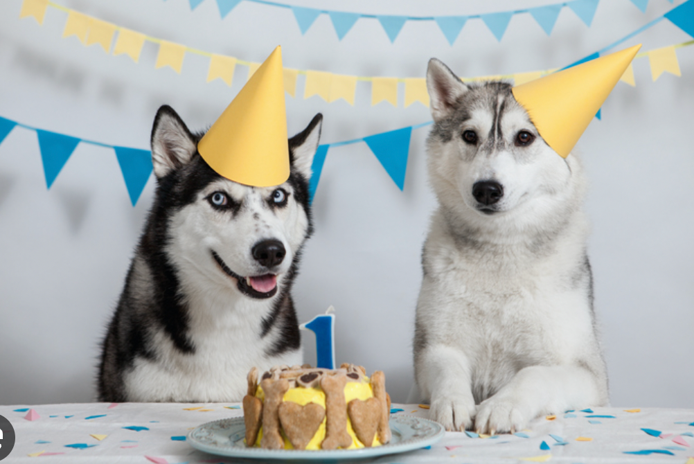 Pawsitively Pawsome: How to Throw an Epic DIY Doggy Birthday Bash