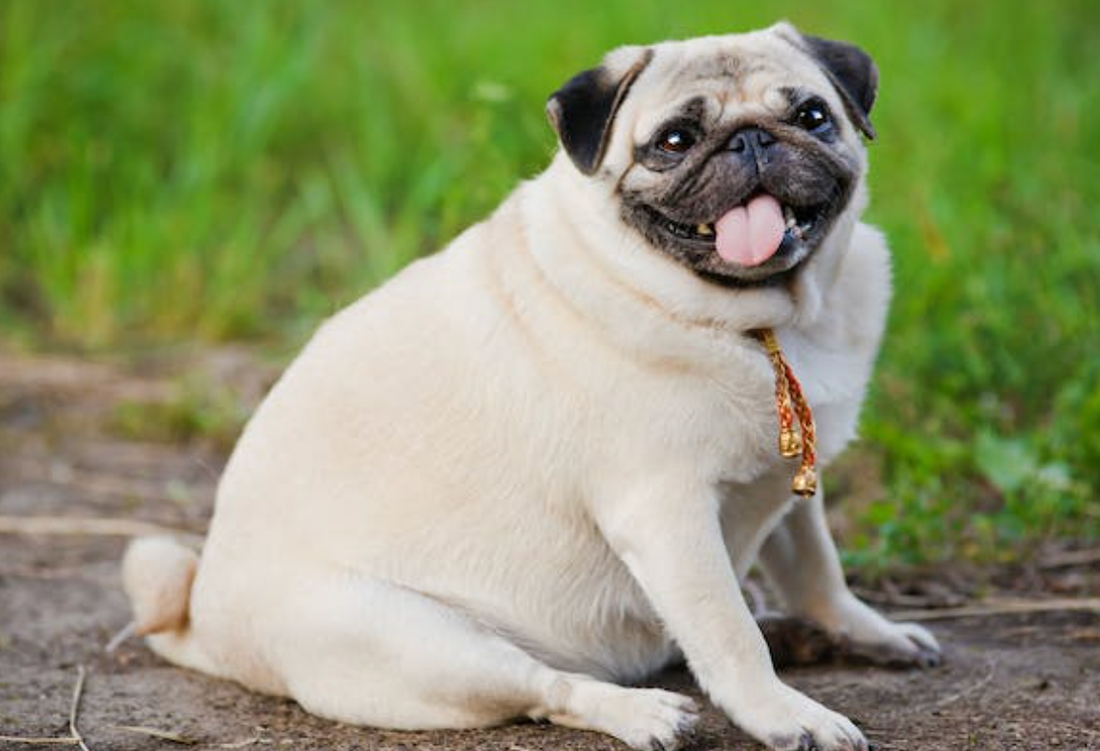 The Physiology of Weight Loss in Dogs: How Low-Calorie Diets Work
