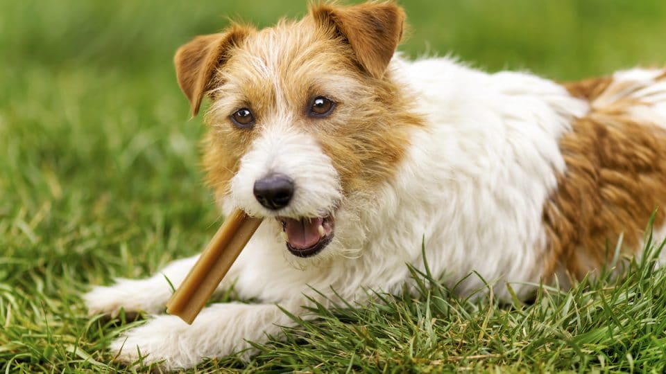 How to Make Homemade Dental Chews: A Guide to Keeping Your Dog's Teeth Clean and Healthy