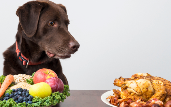 Success Stories - Dogs Thriving on Homemade, Health-Focused Diets
