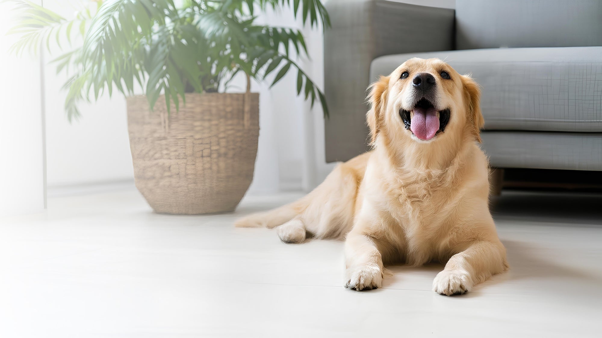 Dog being offered a treat